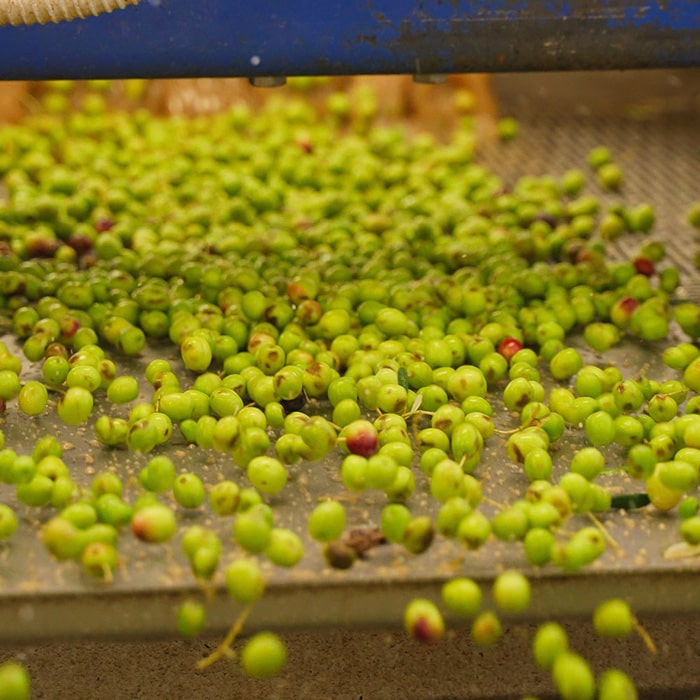 Olive all'interno del frantoio dell'azienda Olio Presta