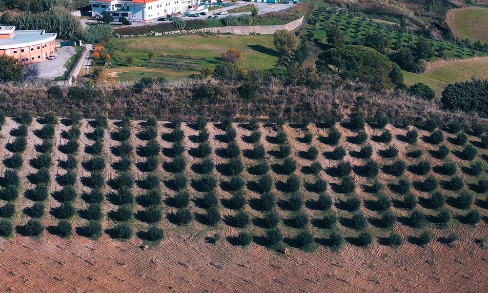 Uliveti dell'azienda Olio Presta